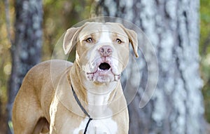 Barking American Bulldog Pitbull mixed breed dog