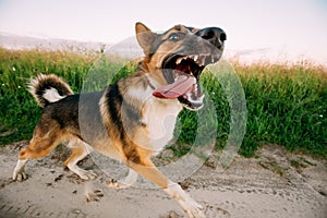 Barking Angry Aggressive Mixed Breed Dog Running In Road