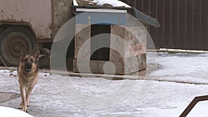 Barking chained dog in winter on snow.