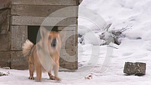 Barking chained dog in winter on snow.