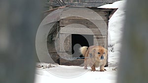 Barking chained dog in winter on snow. Follow the focus.