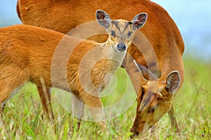 Barking deer