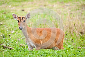 Barking deer in a field of grass ,Khao Yai National Park