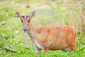 Barking deer in a field of grass ,Khao Yai National Park