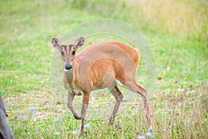 Barking deer in a field of grass ,Khao Yai National Park