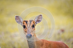 Barking deer in a field of grass ,Khao Yai National Park