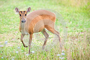 Barking deer in a field of grass ,Khao Yai National Park