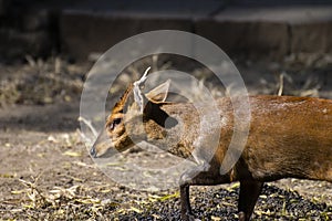 Barking Deer or Indian Muntjac Closeup Shot Side Profile
