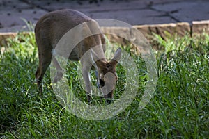 Barking Deer Indian Muntjac Muntiacus muntjak eating grass