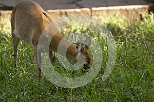Barking Deer Indian Muntjac Muntiacus muntjak eating grass