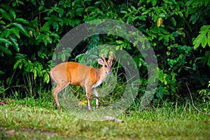 Barking deer in Khao Yai National Park, Thailand