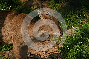 Barking Deer Muntiacus muntjac  Pt. G.B. Pant High Altitude Zoo, Nainital-Uttarakhand