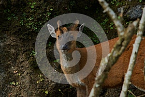 Barking Deer Muntiacus muntjac  Pt. G.B. Pant High Altitude Zoo, Nainital-Uttarakhand