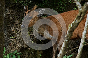 Barking Deer Muntiacus muntjac  Pt. G.B. Pant High Altitude Zoo, Nainital-Uttarakhand