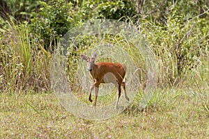 Barking deer Muntiacus muntjak, Khao Yai national park, Thailand