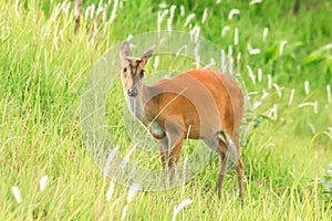 Barking Deer Muntiacus vaginalis walks alone in the grass