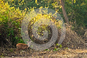 Barking deer or muntjac or Indian muntjac or red muntjac or Muntiacus muntjak an antler during outdoor jungle wildlife safari at