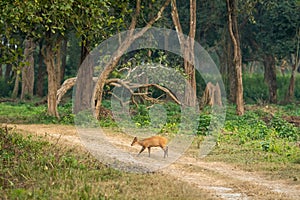 barking deer muntjac or Indian muntjac or red muntjac or Muntiacus muntjak antler crossing track or forest trail outdoor jungle