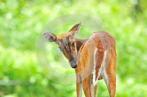 Barking Deer or Muntjac, Thailand