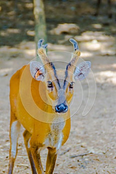 Barking Deer, or Red Muntjac in common name or Muntiacus muntjak in Scientific name at the open zoo