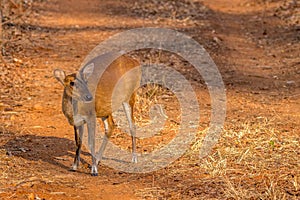 Barking deer searching for the food at br hills tiger reserve