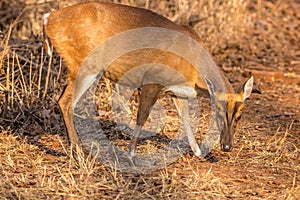 Barking deer searching for the food at br hills tiger reserve