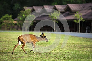 Barking deer walking in a field