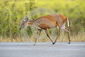 Barking deer walking on a road in a national park