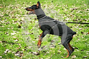 Barking doberman