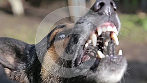 Barking enraged shepherd dog outdoors