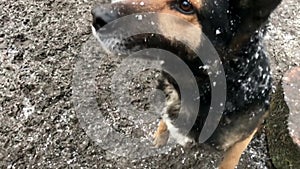 Barking enraged shepherd dog outdoors. The dog looks aggressive