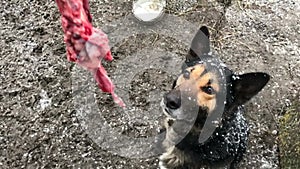 Barking enraged shepherd dog outdoors. The dog looks aggressive