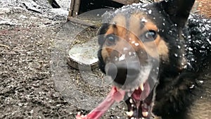 Barking enraged shepherd dog outdoors. The dog looks aggressive