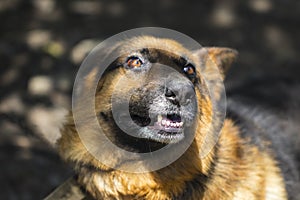 Barking enraged shepherd dog outdoors. The dog looks aggressive, dangerous and may be infected by rabies