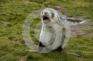 Barking Fur Seal in Light Snow Fall