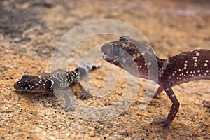 Barking gecko mother in defensive posture over offspring