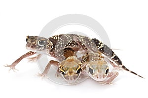 Barking Gecko (Nephrurus milii)