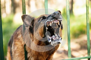 Barking german shepherd