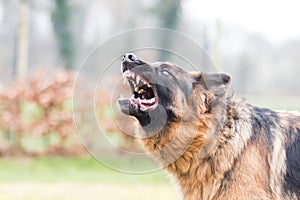 Barking german shepherd dog
