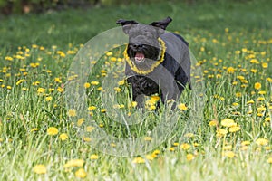 Barking Giant Black Schnauzer Dog standing at the blossoming dan