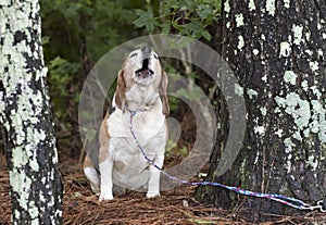 Barking howling baying Beagle dog