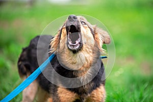 barking mongrel dog on a blue leash on a green lawn in summer