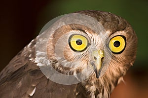 Barking owl photo