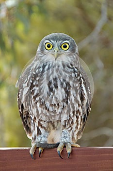 Barking Owl