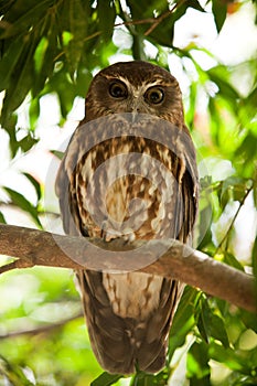 Barking Owl