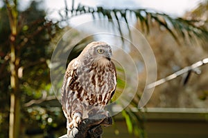 Barking owl at Currumbin Wildlife Park