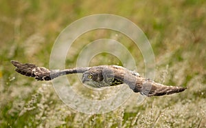 Barking Owl ( Ninox connivens ) gliding across a grass meadow