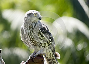 the barking owl is perched on a glove
