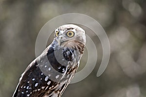 A barking owl