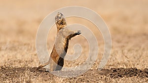 Barking Prairie Dog